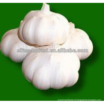 fresh pure white garlic